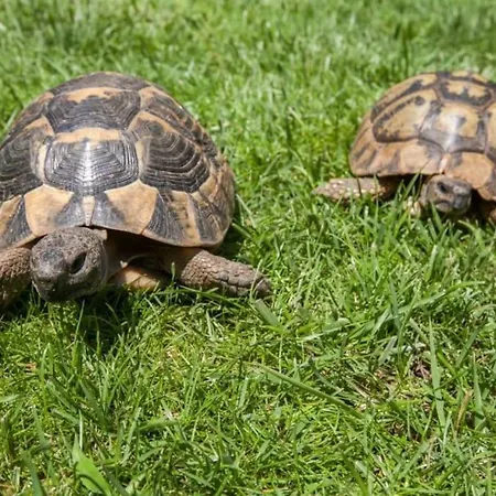 Lejlighed Lozenec 2,beautiful Location