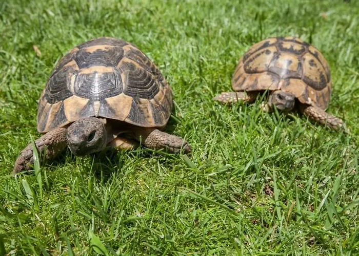 Апартамент Lozenec 2,beautiful Location